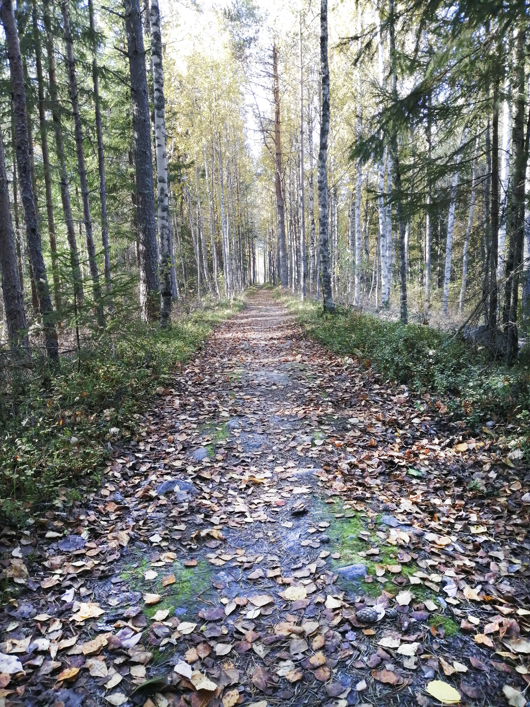 Kävelytie syksyisen metsän läpi.